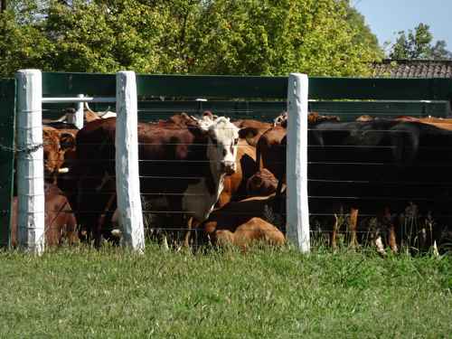 Trazabilidad animal: cómo puede mejorar la ganadería